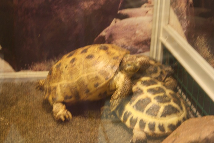 Псков. Эколого-биологический центр. Часть 1