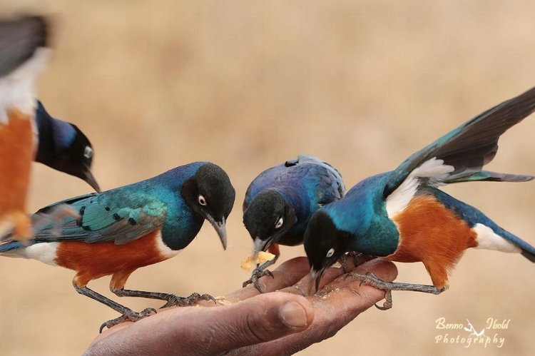 Любителям природы - профессиональные фотографии (выпуск 4)
