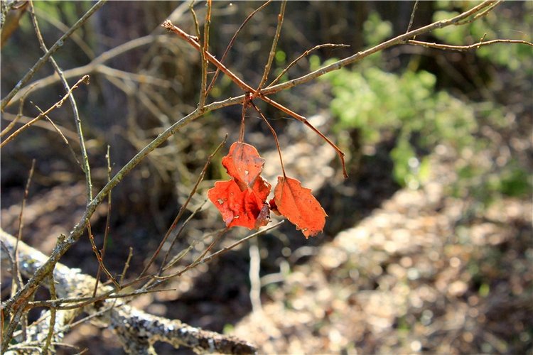 Долгая дорога к Волге. Custom Blythe Doll UFO Go Go Takara