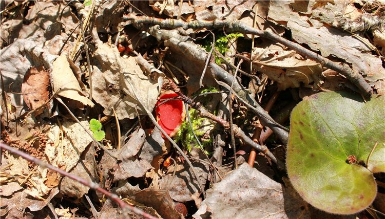 Путешествие Софи в Старицу. Lati HoneyBee New Mystic Sophie