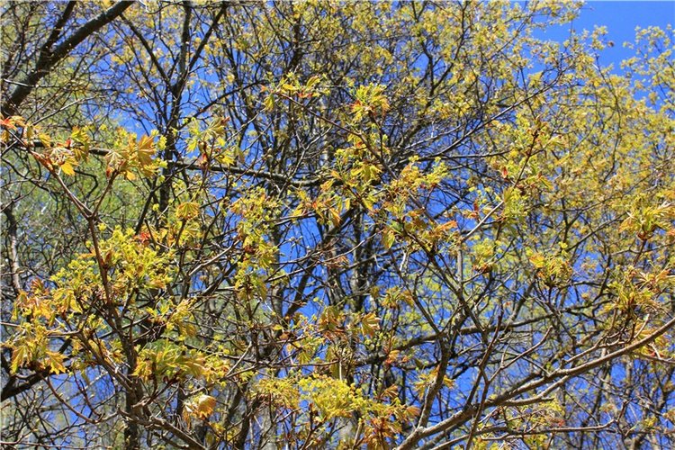 Путешествие Софи в Старицу, продолжение. Lati HoneyBee New Mystic Sophie