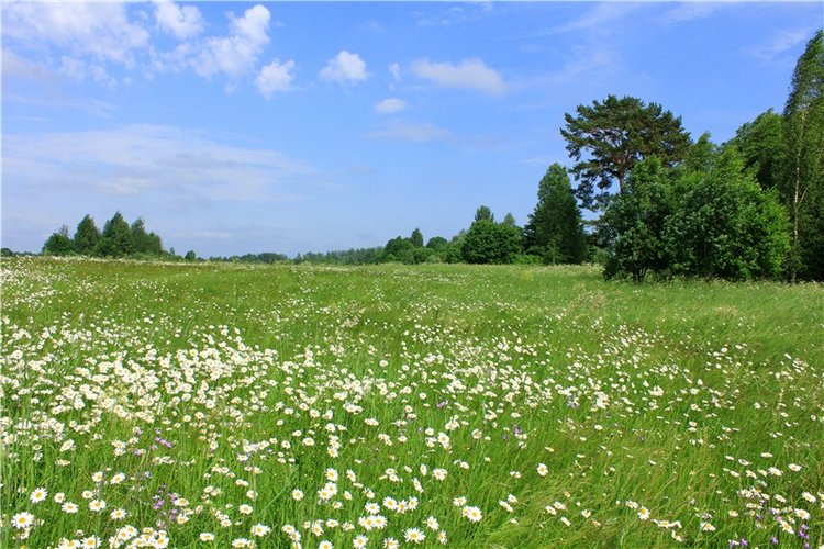 Ромашковый Июнь — Куклы Meadow dolls (Медовушки): BJD (БЖД)