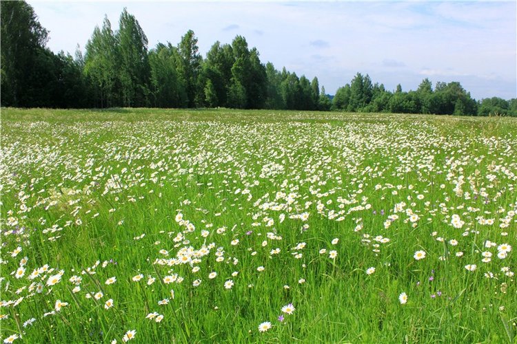 Ромашковый Июнь — Куклы Meadow dolls (Медовушки): BJD (БЖД)