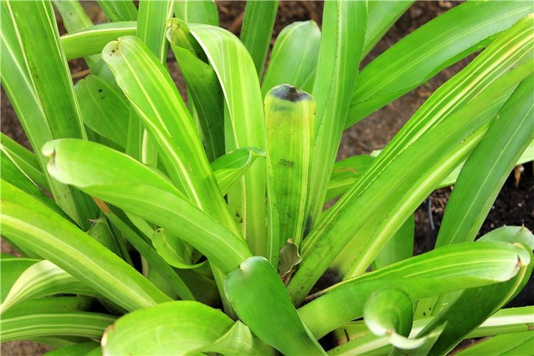 Выставка тюльпанов в Твери, продолжение