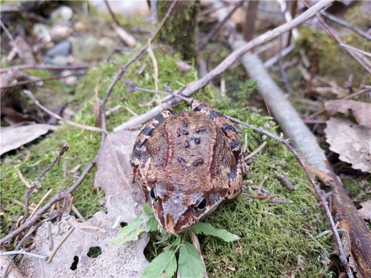 Путешествие Имани в ПанИку