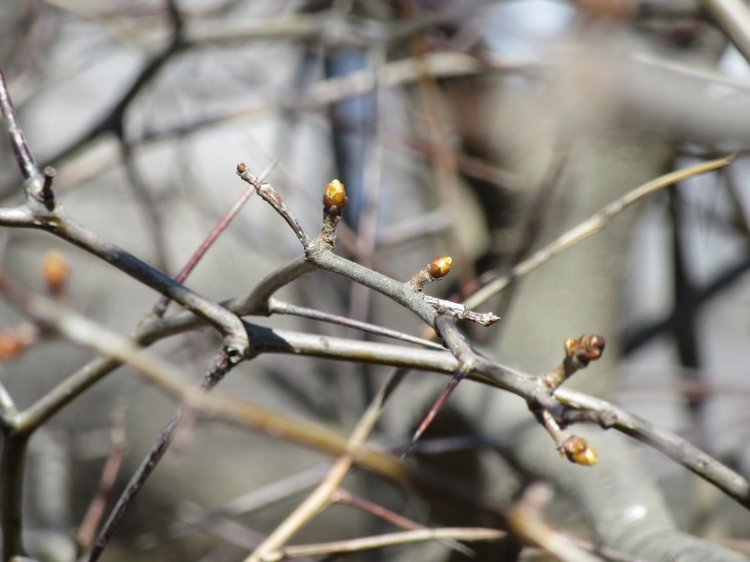 Пробуждение весны — Куклы Takara Tomy (Такара): Licca (Ликка)