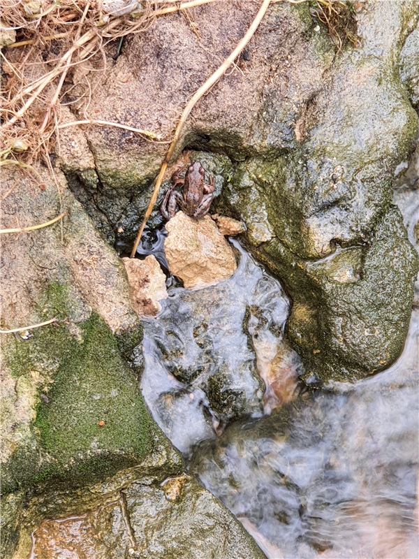 Путешествие Имани в ПанИку