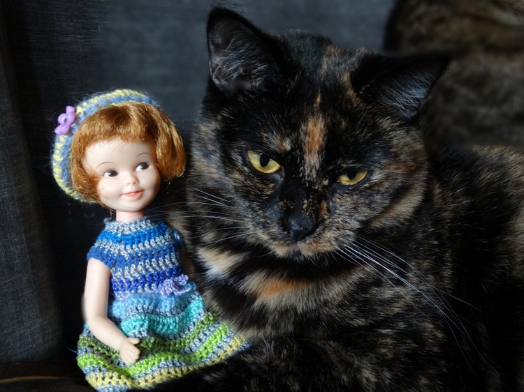 Кото-фото — В мире животных: смешные фото питомцев и зверей