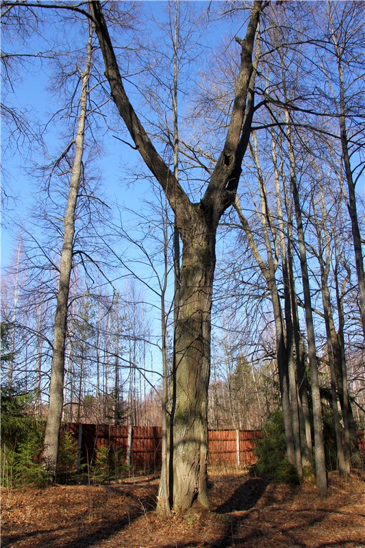 Апрельский день в Василёво, заключительная часть