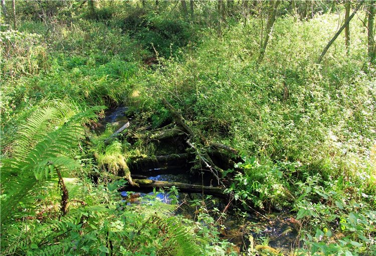 Старицкая Швейцария. Старицкие пещеры, д. Толпино, заключительная часть