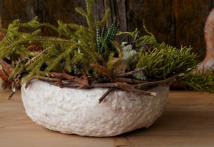 Кусочек природы в доме — Другие хобби и увлечения: сад (фото 3)