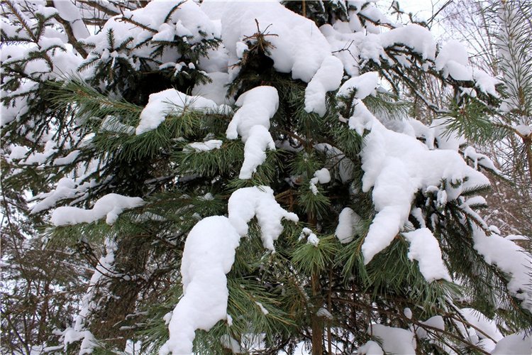 Рождественские гуляния, часть вторая. Zwergnase Mischa (фото 3)