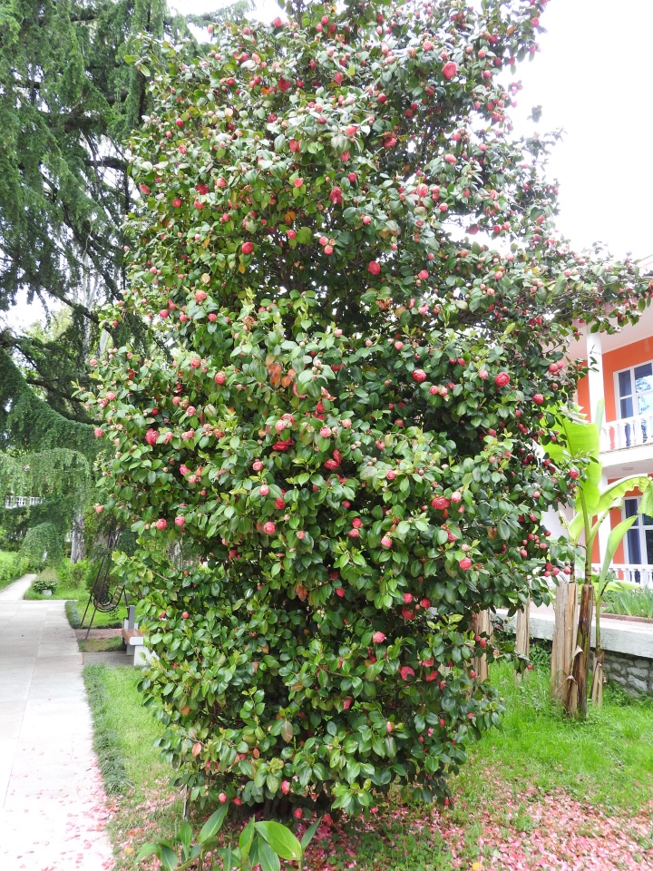 Сочи-Адлер: Южное Взморье - Мои любимые куколки на отдыхе