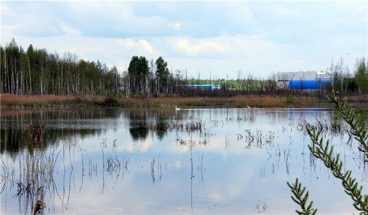 "Лебединое озеро" в Твери (фото 5)