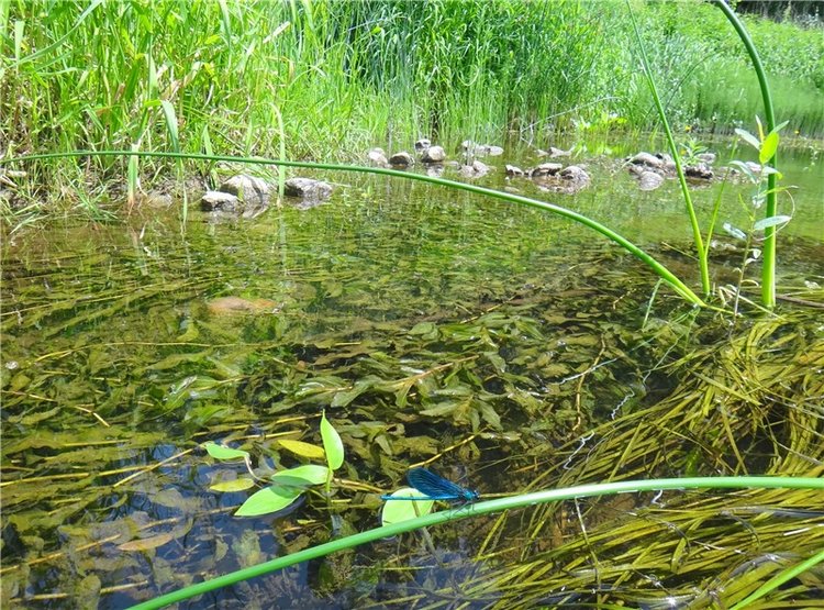 Подготовка к Конкурсу Кукольной Красоты Мисс Бэйбики 2019 (фото 10)