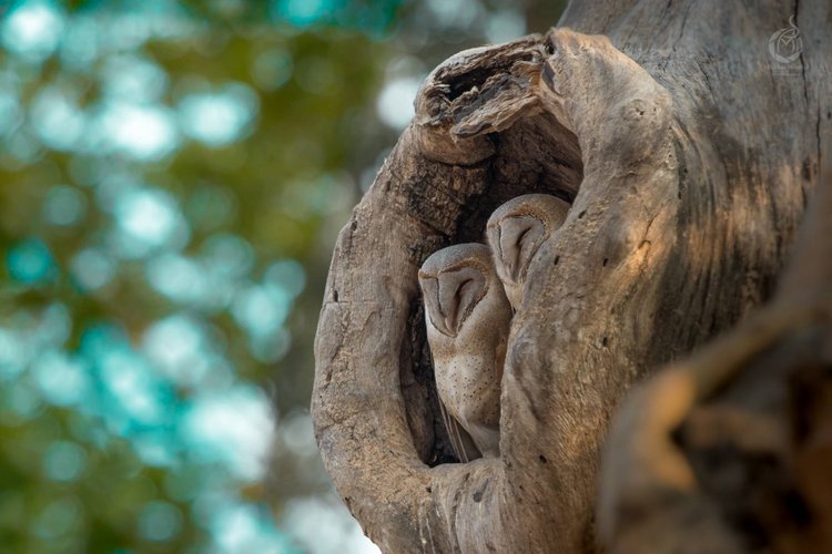 Любительские и профессиональные фотографии Сов (выпуск 2)