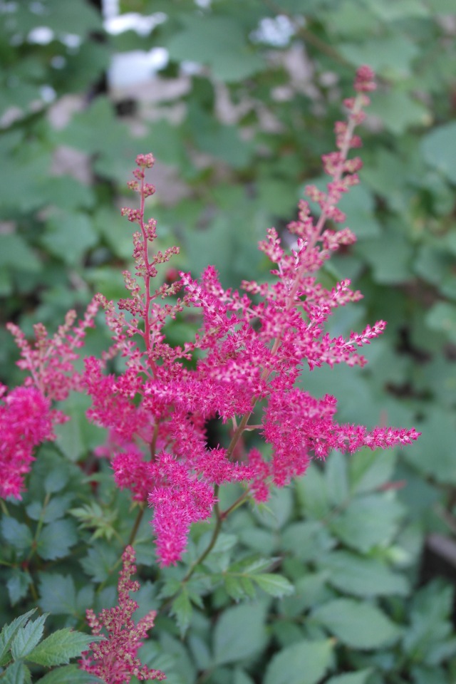 Мои куклы Kidz'n'Cats. Леночка 2015 (фото 7)