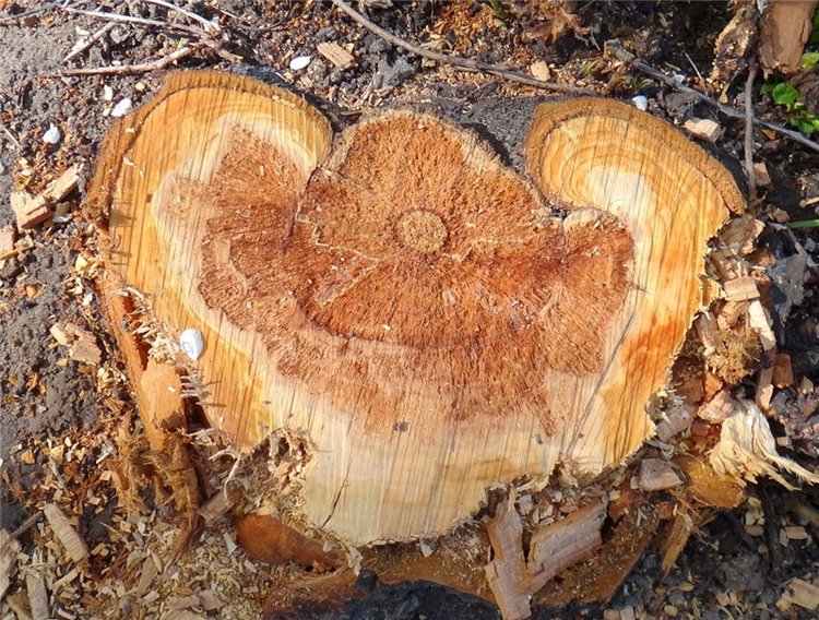 Просто Весна — Красивая природа и цветы: фото пейзажей