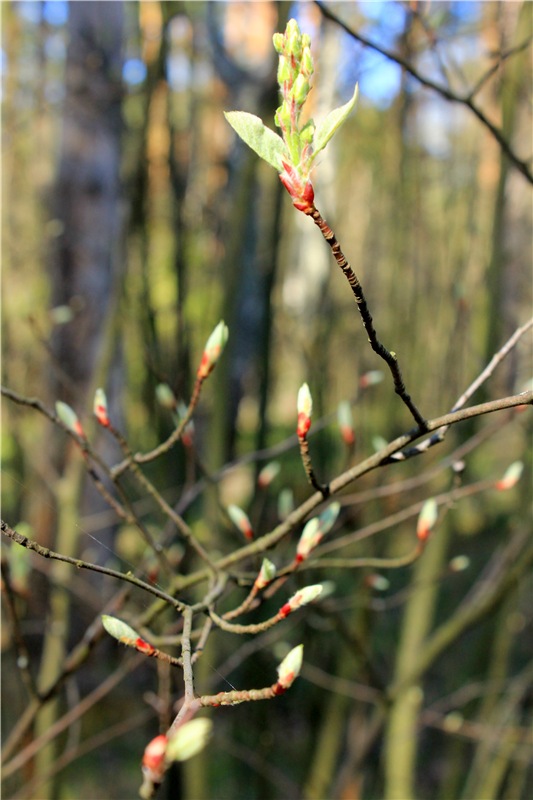 Долгая дорога к Волге. Custom Blythe Doll UFO Go Go Takara