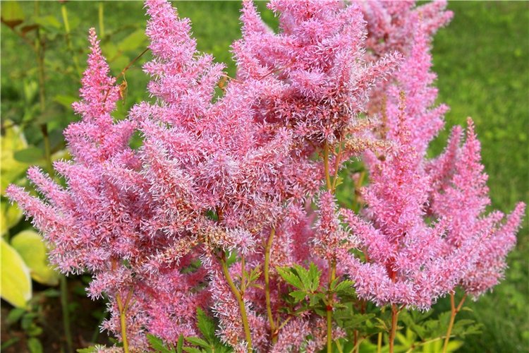 Июльское путешествие в Старицу