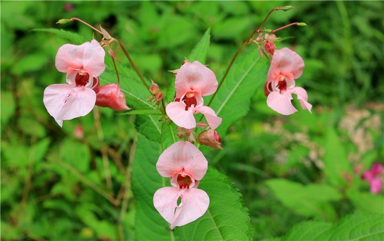 Июльское путешествие в Старицу, продолжение