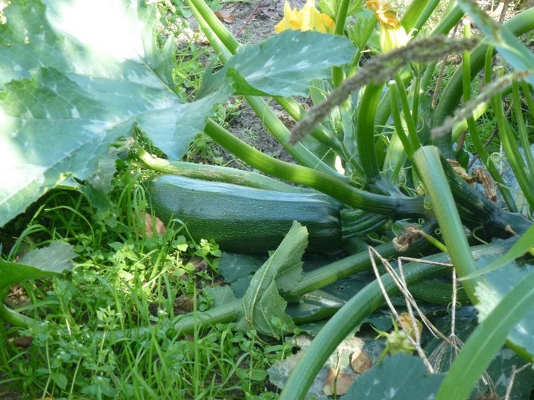 Отдых в деревне с Джой — Туризм и путешествия: фотоотчеты из поездок (фото 10)