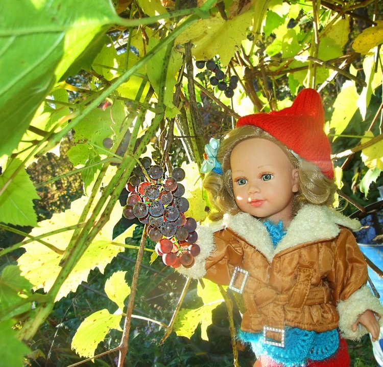 Линка и Иришка - сборщицы винограда | Бэйбики Линка и Иришка - сборщицы винограда