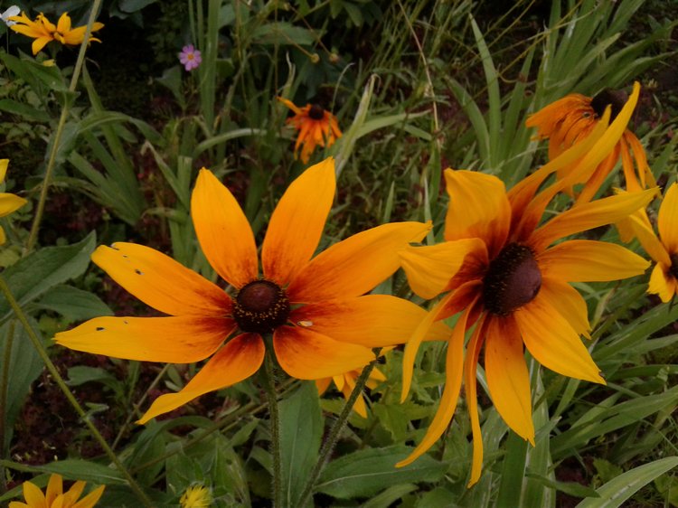 Прогулка... или свидание?! Центральный парк и цветы