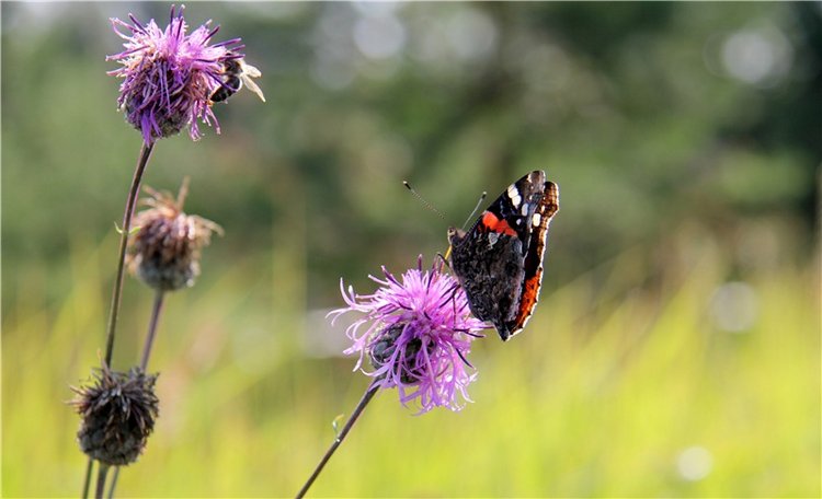 Инопланетянка Нийя. Custom Blythe Doll UFO Go Go Takara