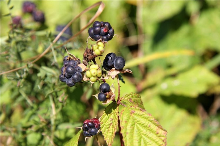 Старицкая Швейцария. Старицкие пещеры, д. Толпино, заключительная часть