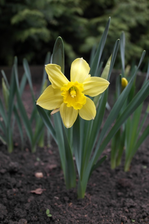 Трудное решение — Куклы Kidz'n'Cats (Соня Хартман): шарнирные 46 см