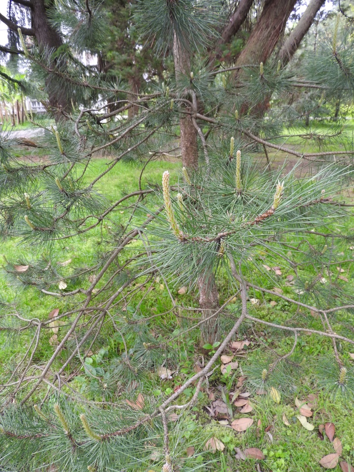 Сочи-Адлер: Южное Взморье - виртуальное путешествие по территории санатория