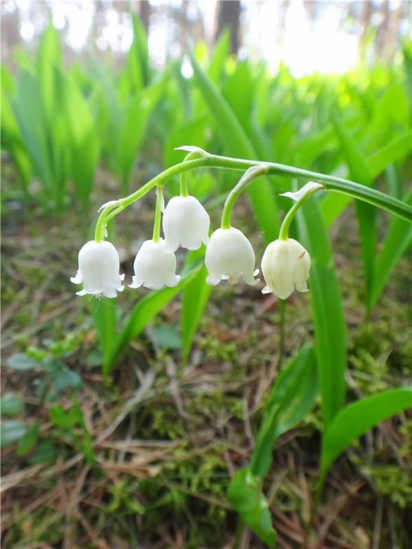 Ландышевая Сказка — Куклы Heidi Plusczok (Хайди/Хейди Плюсчок) — фото