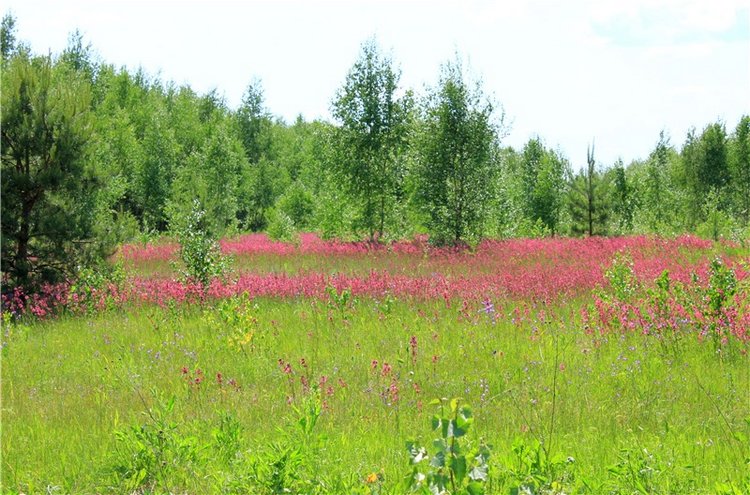 Малиновый Июнь, продолжение. BJD Gigi от Meadow Dolls