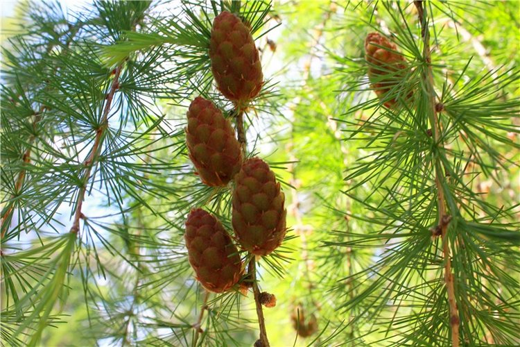 Я к Вам лечу воспоминаньем...Пушкинский праздник поэзии в Берново, 2019 год