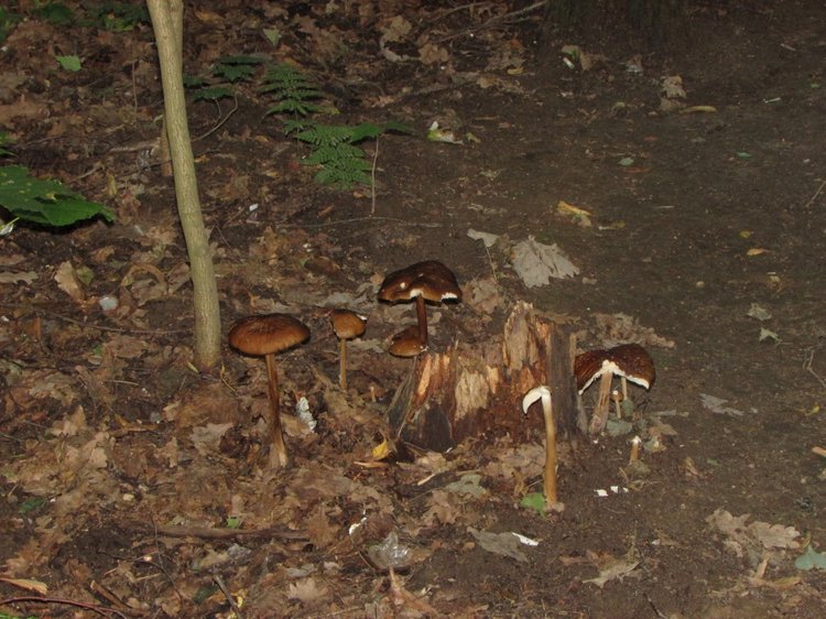 Веселое путешествие по Парку Измайлово - 2