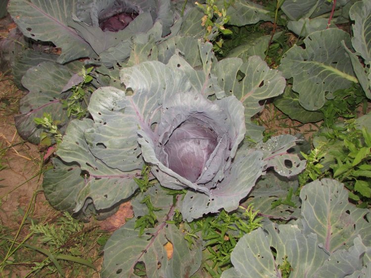 Путешествие в Нижегородскую область - часть 3 - Тимошка на усадьбе (фото 9)