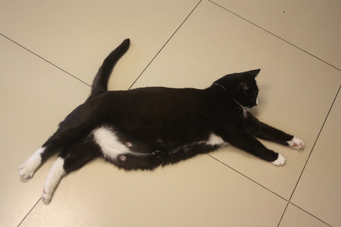 Петербург. Прогулка по крышам. Котокафе. Старые слайды (фото 9)