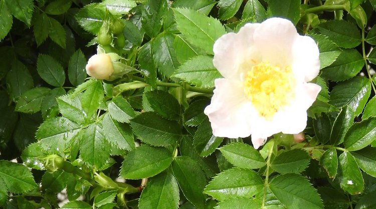 Цветы — роскошный дар природы (фото 4)