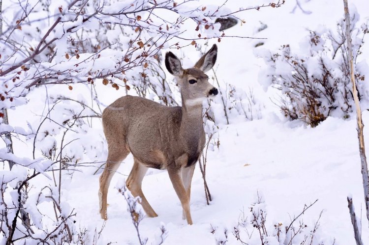 Любителям природы - профессиональные фотографии (выпуск 4)