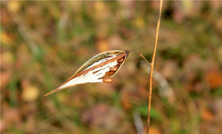 Гришутка — Винтажные куклы ГДР (Немки): Бигги