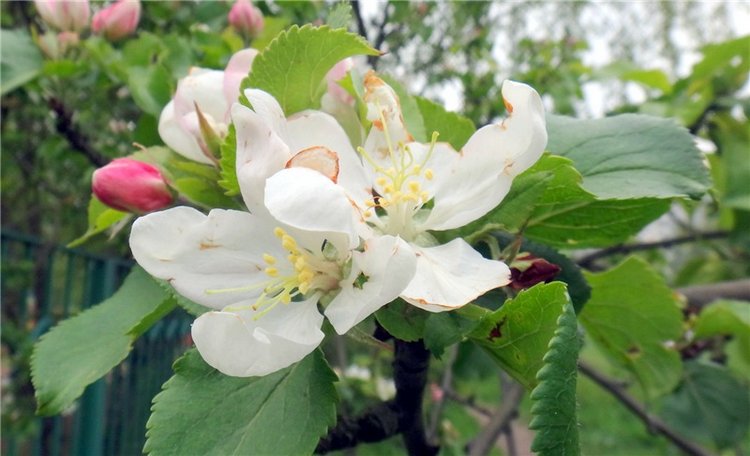 Просто Весна — Красивая природа и цветы: фото пейзажей