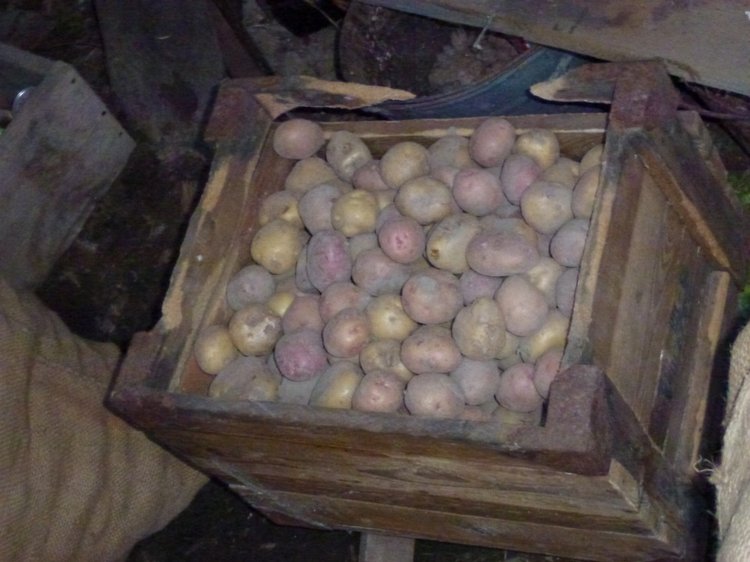 Отдых в деревне с Джой — Туризм и путешествия: фотоотчеты из поездок