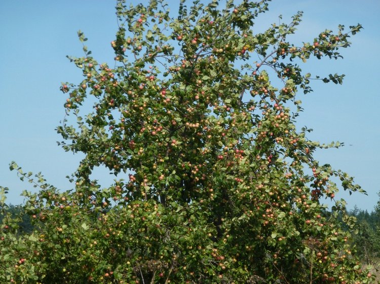 Отдых в деревне с Джой — Туризм и путешествия: фотоотчеты из поездок (фото 7)