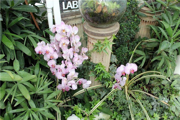 Тверской Ботанический Сад, продолжение | Бэйбики Тверской Ботанический Сад, продолжение