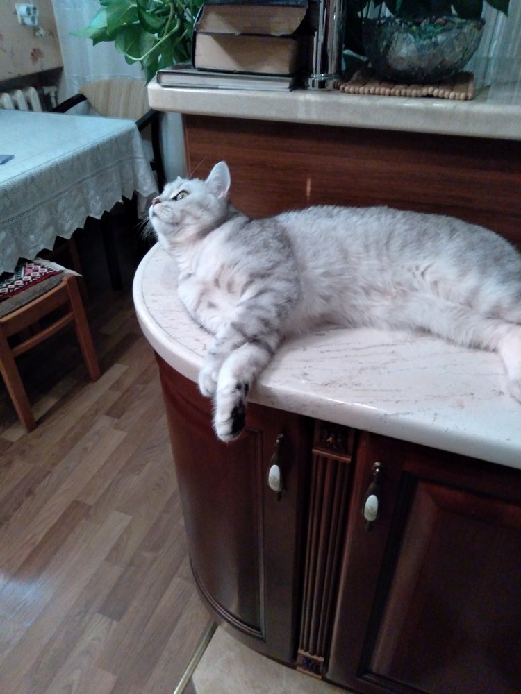 Гостей с такими подарками надо гнать поганой метлой! Или не надо