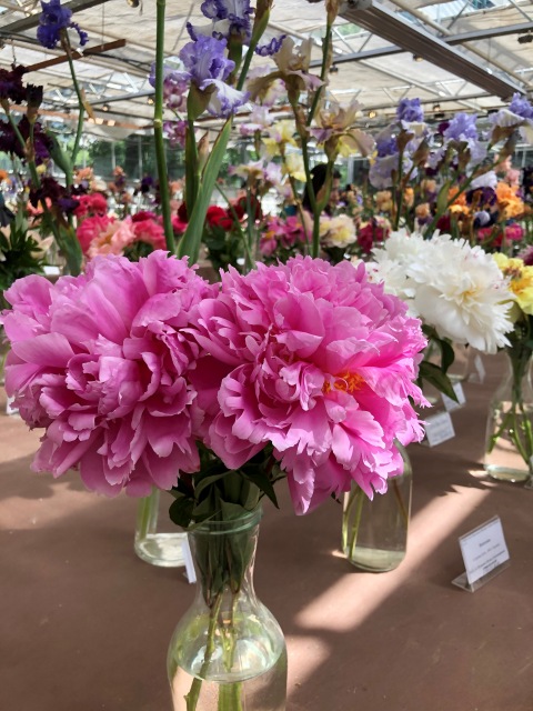 Тони Старк: приключения без брони. И снова Аптекарский огород | Бэйбики Тони Старк: приключения без брони. И снова Аптекарский огород