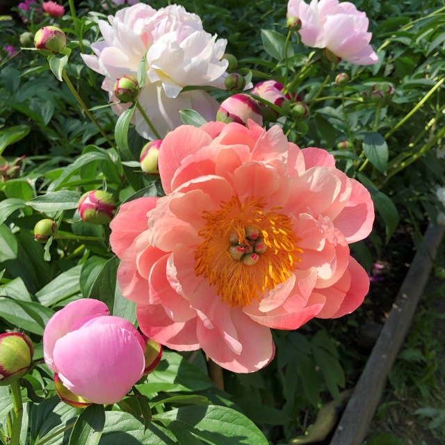 Тони Старк: приключения без брони. И снова Аптекарский огород | Бэйбики Тони Старк: приключения без брони. И снова Аптекарский огород