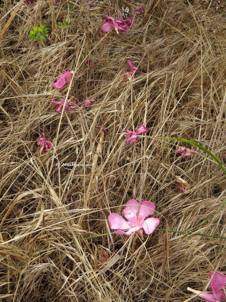 Kidz' тур. Нико на Крите. Аниссарас