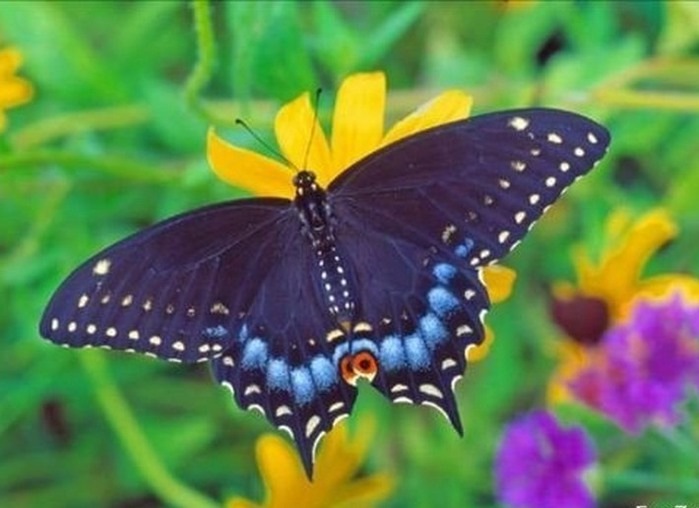 На лесной полянке чудо - на цветочках бантики. Это бабочки расселись, как цветные фантики (фото 10)